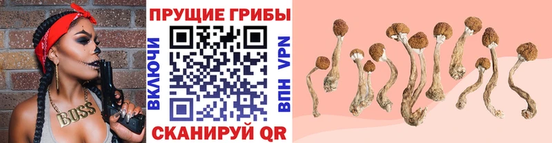 наркотики  Аткарск  Галлюциногенные грибы Psilocybe 